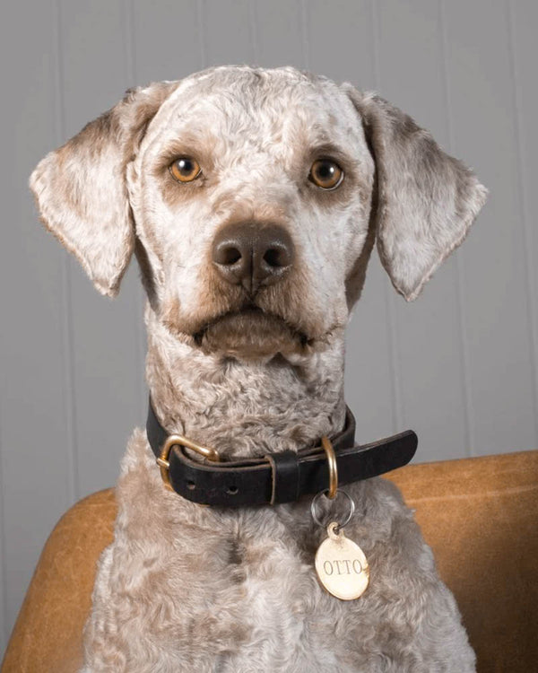 PAW16 Hundehalsband aus dunkelbraunem Leder an lockigem grauem Hund im Ledersessel, mit Messingmarke graviert "OTTO"
