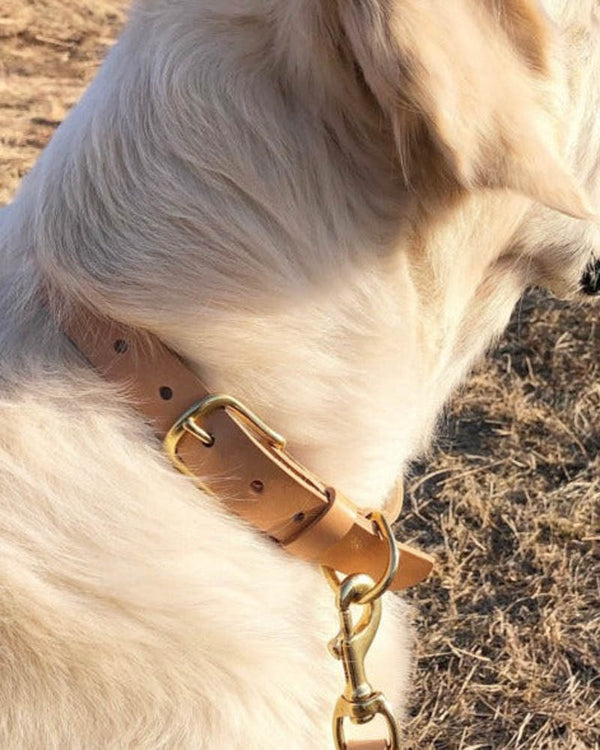 PAW25 Hundehalsband aus naturfarbenem Leder mit Messingschnalle, getragen von hellem Hund auf einer Wiese, Leine mit Karabiner am D-Ring