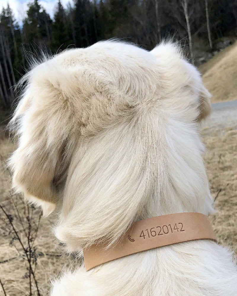 PAW20 Hundehalsband aus naturfarbenem Leder, geprägt mit Telefonnummer "41620142", getragen von hellem langhaarigem Hund im Wald